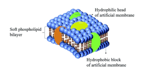 我校大庆校区在纳米生物医学材料研究领域取得最新进展