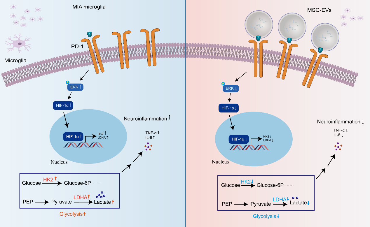 公共卫生学院梁爽、武丽杰教授团队在Journal of Nanobiotechnology 期刊发表最新研究成果：MSC-EVs通过PD-1/PD-L1轴抑制糖代谢重编程改善孤独症神经炎症的作用机制